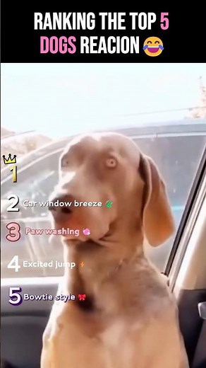Ranking The Funniest Dog Moments of the Week🐾