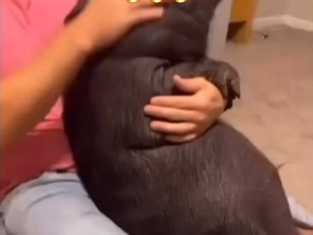 正宗猪叫 Pig Squeals