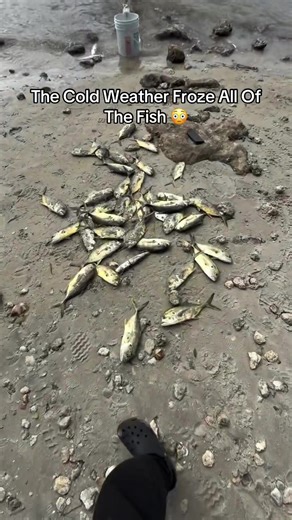 Frozen Fish: What Cold Weather Can Do to Fishing