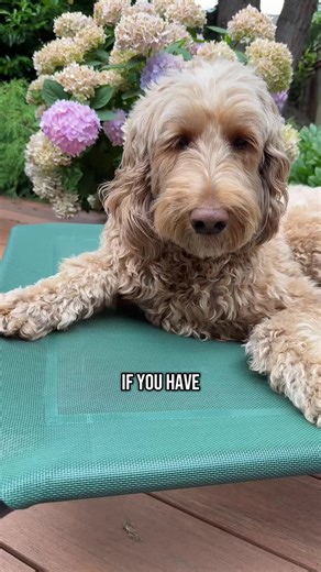 Doug loves his elevated outdoor dog bed and your dog will too! The elevation is perfect for senior dogs who have a hard time getting up and down and the mesh provides enough airflow to help keep your dog nice and cool! #dogbed #outdoordogbed #seniordog #dogmom