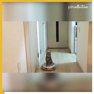 All Hail The Cat Queen! | The Pet Collective