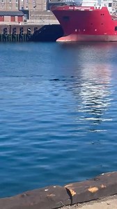 Perfectly done ROSEBLOOM INS353 - must have a good haul the seals that were around. Thank you Carrie for sending in this video. #Peterhead #Scotland #Aberdeenshire #Fishing #FishingBoat #Harbour #Rosebloom #NorthSea | ℙ𝕖𝕥𝕖𝕣𝕙𝕖𝕒𝕕 𝕃𝕚𝕧𝕖