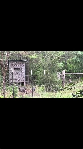 I used a Hohem gimbal last season to film with my phone while #turkey #hunting and it’s a great gimbal for a good price. The wireless remote control is an awesome feature #fyp