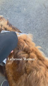 C'est la mue pour Shelby. Quel est votre méthode à vous ? 😁 Abonnez-vous 👈😀 #mue #chien #poils #pulseur #leonberger | Les Léonberg du petit chemausin
