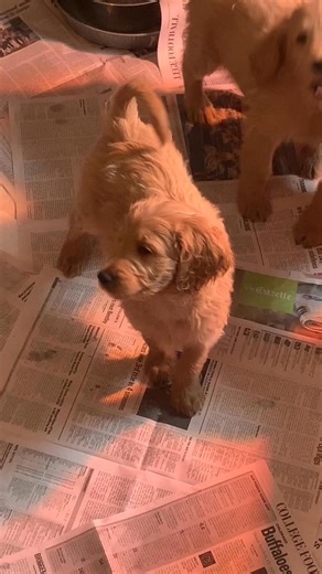 1.2K views · 16 reactions | Here is a reel of Luna & Blaze’s 4 available male F1b Goldendoodles at 8 weeks old! If you are interested in reserving a puppy (or you have any questions) send an email to: bonniebsr@hotmail.com #goldendoodle #puppies #Colorado #coloradosprings #Denver #f1bgoldendoodle #goldendoodlescolorado #coloradogoldendoodles | Goldendoodles of Colorado | Facebook
