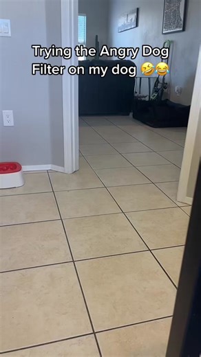 Angry Dog Filter Meme Compilation