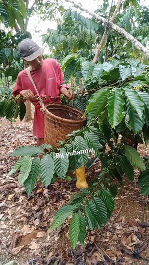 Kata nya mau minta Keja,an , sudah di bilangin kalau mau minta kerja,an banyak kerjaan nya,,eee ternyata mau nya di upah 😁😁😁 #fbpro #reels #jangkauanluas #semuaorang #reelsviral | Yuharmin