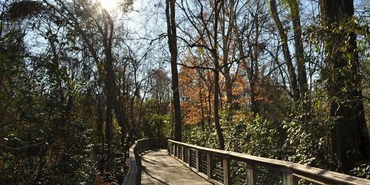 Heart of Louisiana: Bluebonnet Swamp