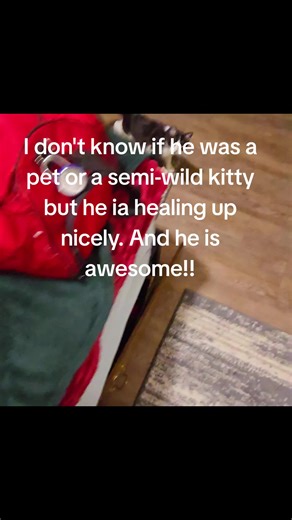 Update: Cat Hit by Car Healing Well