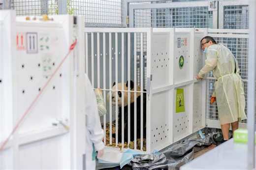 Australia recibe dos pandas gigantes de China - EFE