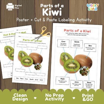 Parts of a Kiwi Labeling Activity Kiwi Fruit Anatomy & Botany Science Worksheet
