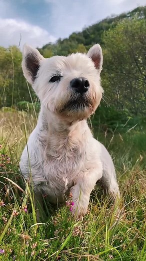 A Typical Sunday with Seoras: A Wholesome Scottish Westie's Day