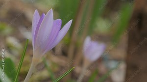 Beautiful early spring bi color crocus flower on the wind 4K 2160p UHD video - Iris family crocus plant shallow DOF 4k 3840X2160 UHD footage