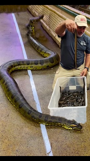 Amazing Live Birth of Baby Anacondas in the Wild