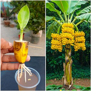 9.7K views · 136 reactions | Simple way to growing banana plant | Make your garden healthy & green | DIY IndoorGarden | Facebook
