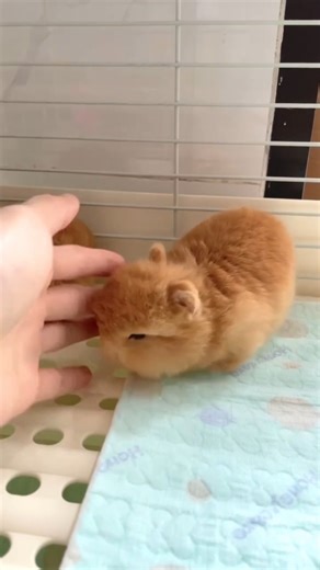 WHIMSY PAWS | My Fluffy Little Bun 🐇💛#rabbit #petrabbit #rabbitlover #houserabbit #giantrabbit #rabbitlovers #rabbitchallenge #rabbitlife #rabbitworld... | Instagram