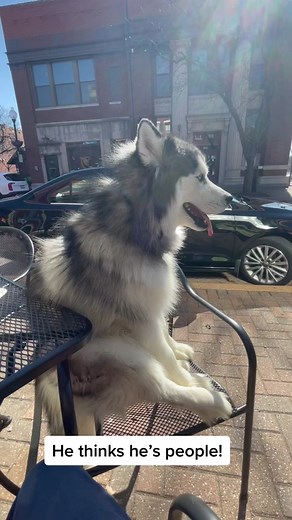 Anthropomorphic Husky Tries to Fit in Funny Situations
