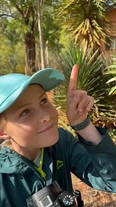 55K views · 2.4K reactions | I love these guys, how cute is this amazing sifaka! #wildlife #fypシ #endangeredspecies #Conservation | Brooke.Carter | Facebook