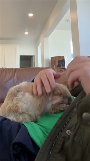 Sploot is one of our fifth generation cuddly bunnies.