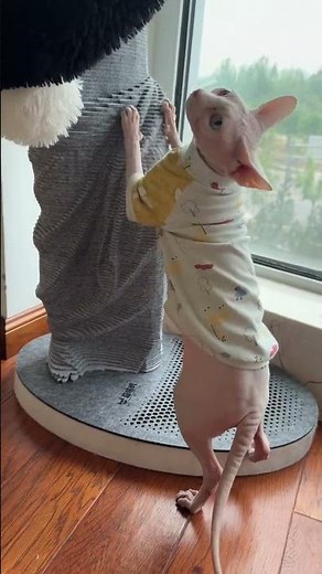 Sculpture Art Cat Scratch Post Board 😘#catfurniture #bestpetsupplies #catlovers