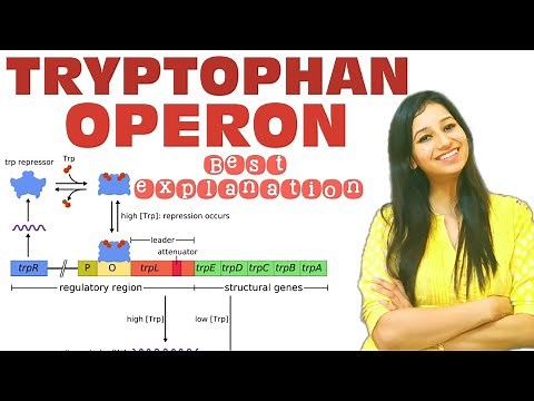 TRYPTOPHAN OPERON- Easiest Explanation||Molecular Biology|TRP operon|Csirnet|gate|iitjam|msc|bsc|phd