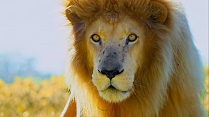 75 shares · 6 comments | The Big 5 coin collection celebrates...