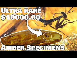 Most wanted amber specimens by the Amber Collectors