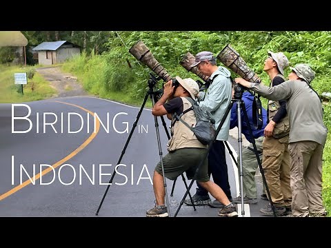 Indonesia Birding Adventure: Exploring Tangkoko National Park in North Sulawesi