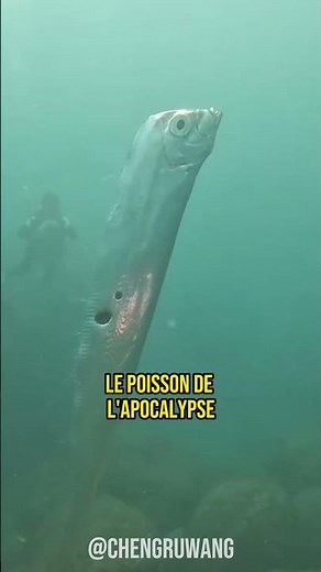 THIS SUPER RARE FISH IS A TSUNAMI FOREIGNER 💀