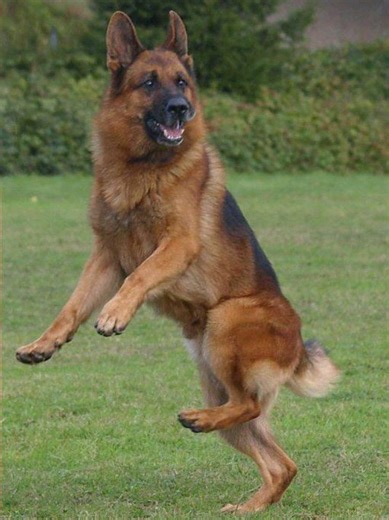 Big Guy the German Shepherd Dancing Goes Viral