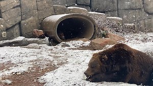 4.8K views · 272 reactions | ❄️ Kodiak Bears: Napping in the Snow...