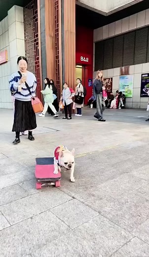 French Bulldog Family on TikTok