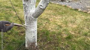 Whitewashing a cherry tree with a brush close-up. Limewash painted in trunk. Gardener protecting bark with white paint against sun damage and disease.