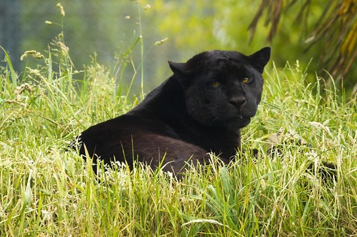 Jaguar Symbolism