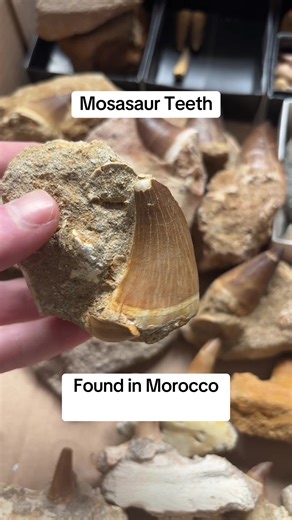 Mosasaur teeth found in Morocco. Around 70 million years old (Cretaceous). #fossil #fossils #mosasaurus #paleontology #rockshop