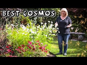 Best Cosmos || My Results on 6 Varieties
