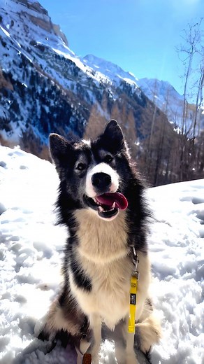 Canadian Eskimo Dog 🐺 The Arctic Guardians Of The North! | 1 Minute Animals These remarkable canines are more than just dogs; they're the devoted protectors of the Arctic, with a history as old as the frozen tundra itself. #CanadianEskimoDog #ArcticGuardians #NorthernHeritage #SledDogLegacy #InuitCompanions | 1 Minute Animals