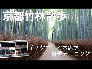 [ 京都府・京都市 嵐山編 ] 観光名所嵐山の『 竹林の小径 』＆『 野宮神社 』～ 早朝だったので、竹林で出会ったのは 猫1匹だけでした (^^;) ～ その後は、イノダコーヒ本店でモーニング♪