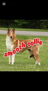 6 common breeds of collies In the world