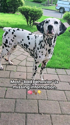 Dogs rarely misbehave out of defiance. More often, behavior reflects unmet needs, unclear expectations, or lack of learning history. When we focus on teaching instead of labeling, behavior changes 🐾🧠 . . . . . #dalmatian #dogs #dogbehavior #dogpsychology #linydalmatians