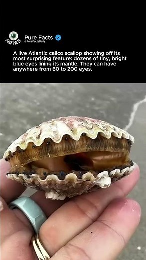 How Many Eyes Does a Scallop Have?