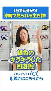 【後編】沖縄ダイビング・シュノーケリングで会える海の生き物10選！