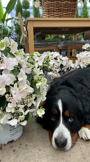 26K views · 201 reactions | Meet our brand new Fairytrail Bride...