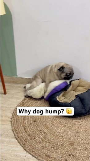 🐕 why does my dog hump me ? 🤞Problem and Solution