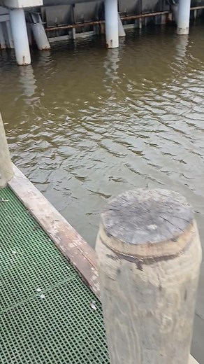 119 reactions · 6 comments | Throwing the cast net for bait shrimp. #CastNetFishing #castnet #shrimps #shrimp #baitshrimp | Lance Billiot | Facebook