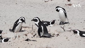 Food scarcity and habitat decline has seen a drastic fall in numbers of the African Penguin, putting it on the International Union for Conservation of Nature's critically endangered list. "We have lost 97% of the population,” said South African marine biologist Allison Kock. | VOA Africa