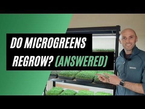 Do microgreens regrow after cutting? (answered)