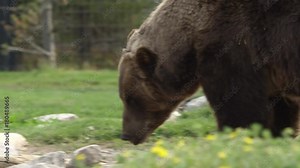 Bear digging through rocks rolling them over looking for food.