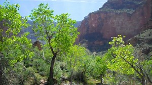 "Indeed, spring is very near when one can stand on the canyon rim and see the gray of the winter vegetation along the upper water courses shade into the delicate green of spring below. Perhaps it will come climbing up the canyon walls very soon? When it does, it will lend even more color to our already resplendent canyon, and warm the hearts of those who will welcome the passage of winter." — Donald Edward McHenry, Park Naturalist, 1932. Top 10 Tips for Visiting Grand Canyon — Plan Like a Park R