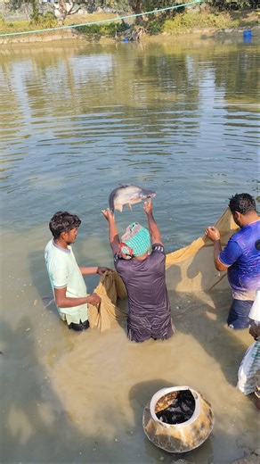 Pangas Fish Catch Compilation #viral